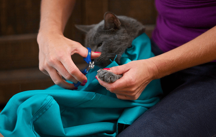 KittyTasche™ Sicheres Tragen der Kitty