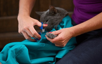 KittyTasche™ Sicheres Tragen der Kitty